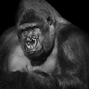 gorilla 3-2023 6956
